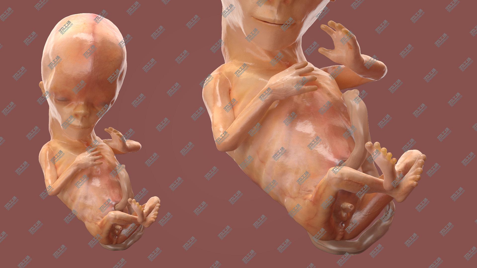 images/goods_img/202104091/Human Fetus 12 Weeks Rigged model/2.jpg
